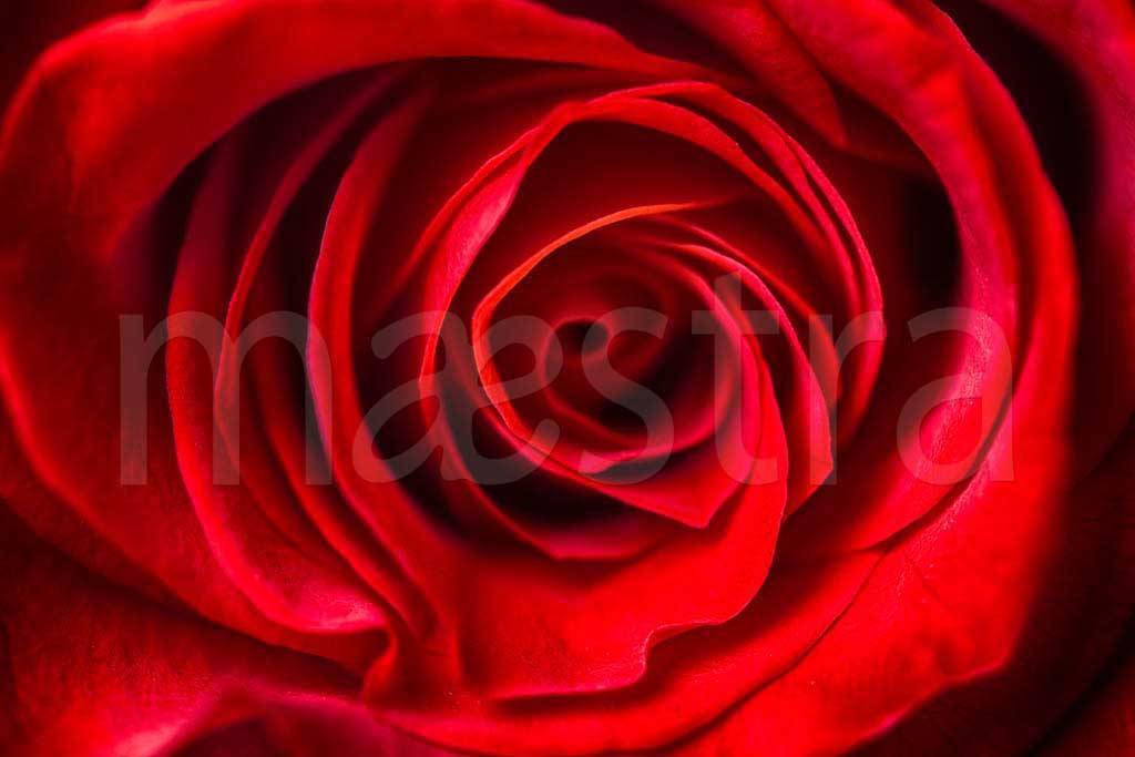 Фотообои Красная роза пленительная