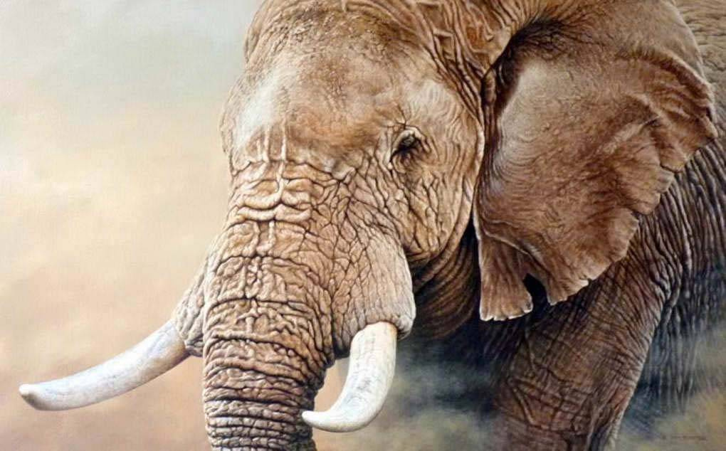 Фотообои Задумчивый слон