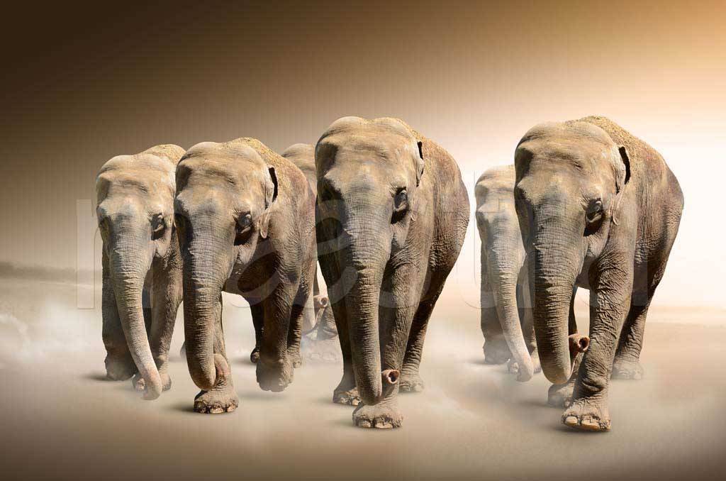 Фотообои Четыре слона