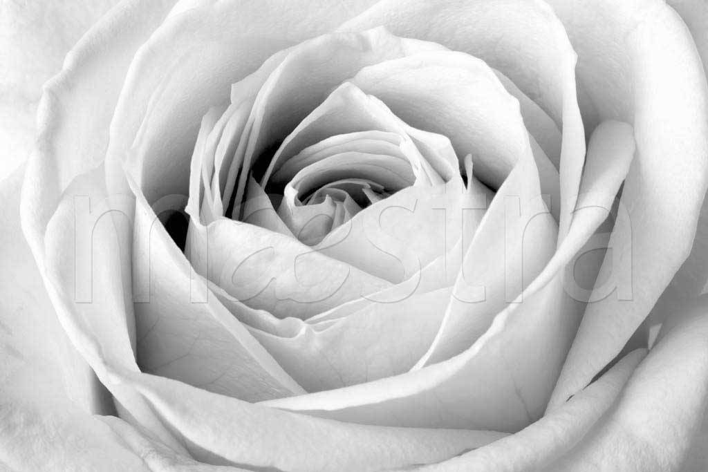 Фотообои Белая роза художественная