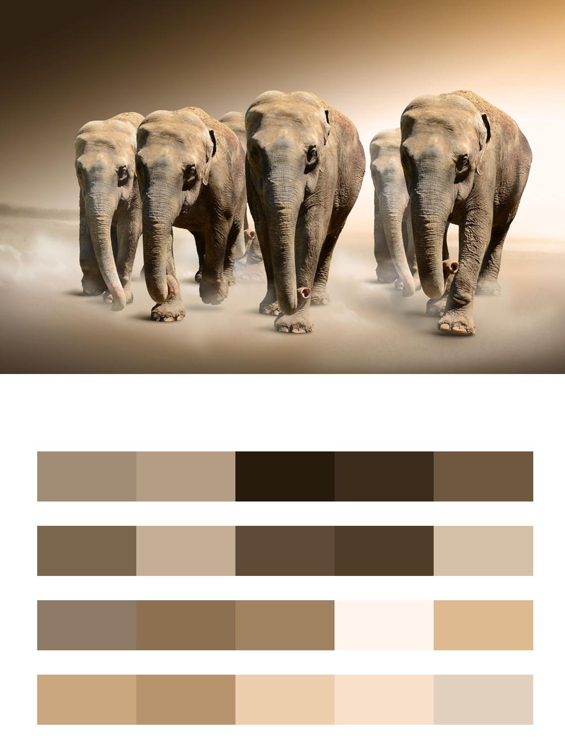 Четыре слона цвета